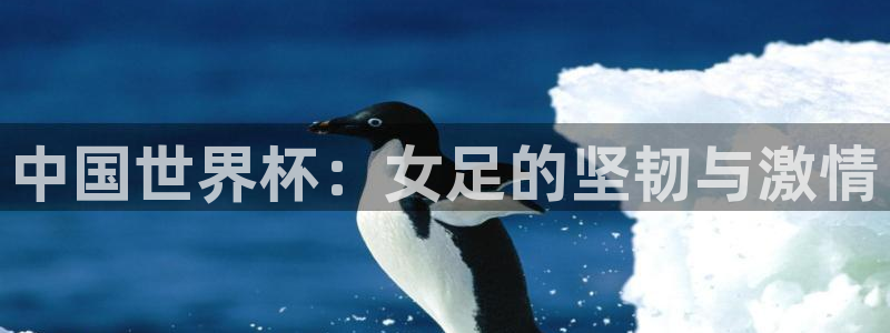 国际足联世界杯：中国世界杯：女足的坚韧与激情